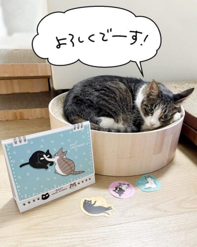 ナノときなこグッズの宣伝をするキジシロ猫きなこ