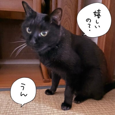 こっちみてる黒猫