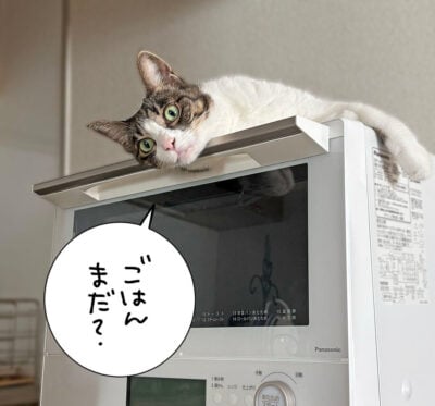 レンジの上でご飯を待つキジシロ猫