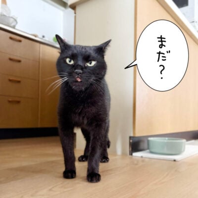 ご飯を催促する黒猫ナノ