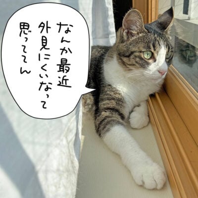 日光浴中のキジシロ猫