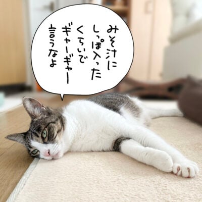 寝そべるキジシロ猫