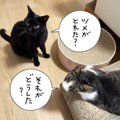 人間の心配はしない猫