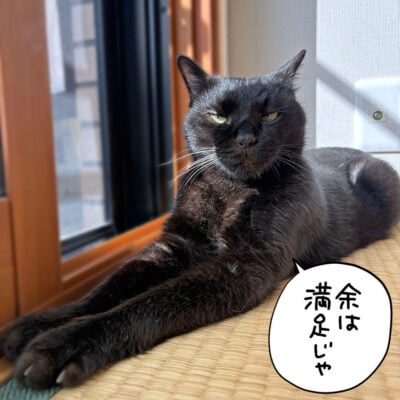 窓のそばに寝そべる黒猫ナノ