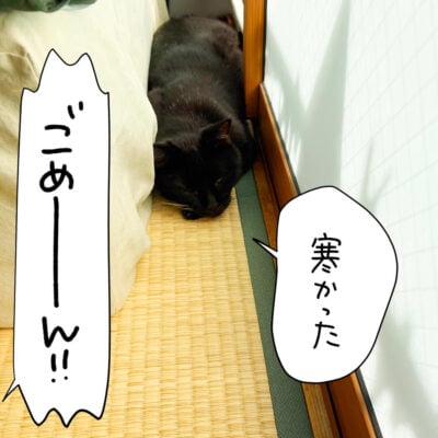 日当たりのいい場所で寝る猫