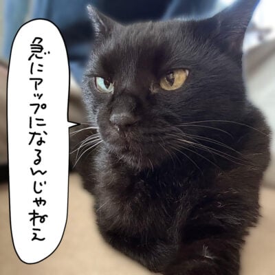 アップになるなという黒猫ナノ
