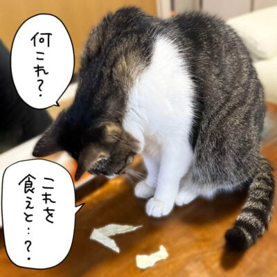 キャベツを見つめるキジシロ猫きなこ