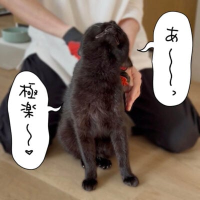 黒猫ナノのブラッシングの様子