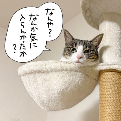ハンモックの上から見下げるキジシロ猫きなこ