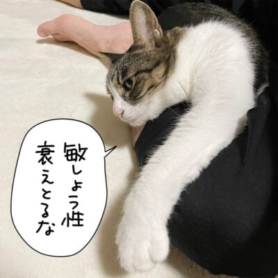 新しいラグに寝そべる猫