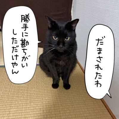 畳の部屋に座る黒猫
